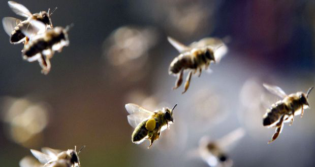 Fond-du-Sac: attaqué par des abeilles, un quadragénaire admis à l’ICU