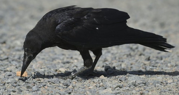 Mégot au bec, des corbeaux participent au nettoyage du Puy-du-Fou