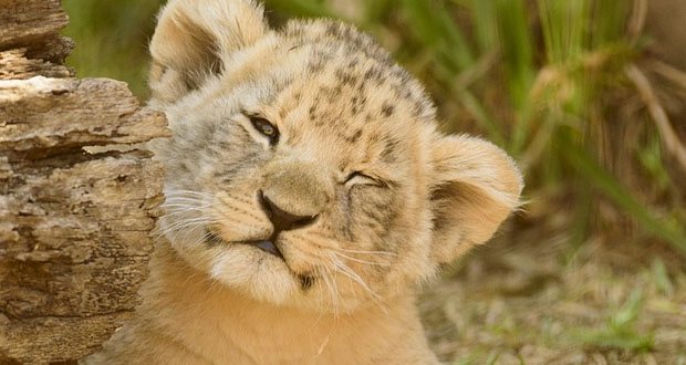 Un lionceau découvert dans un appartement près de Paris relâché en Afrique du Sud