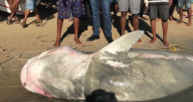 Requins vs humains: bataille inégale pour le squale  