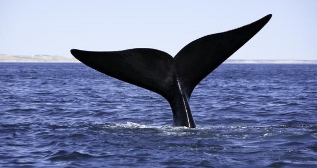 Accord de pêche: La Réunion se battra pour défendre les baleines 