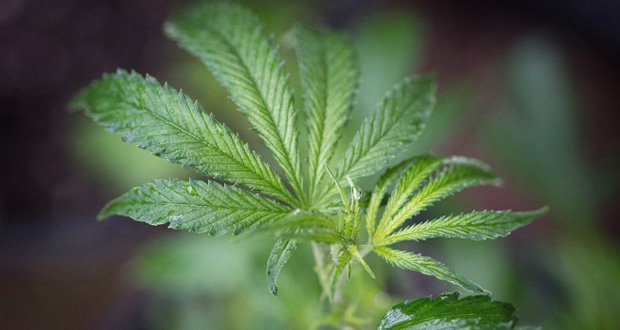 Goûteur de cannabis, c’est un métier