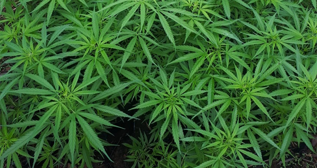 Olivia: plus de 200 plants de cannabis déracinés, un suspect arrêté