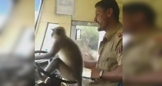 Un singe… «au volant» d’un autobus