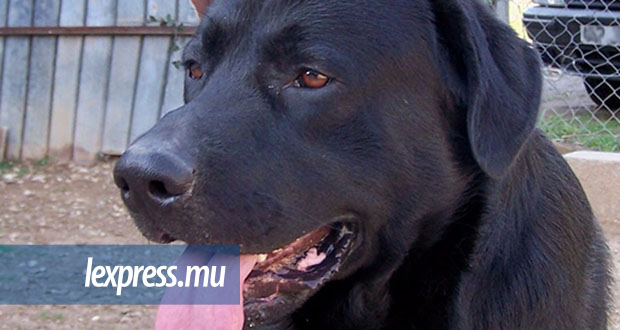 Il refuse de demander pardon à un chien: un homme poignardé à mort