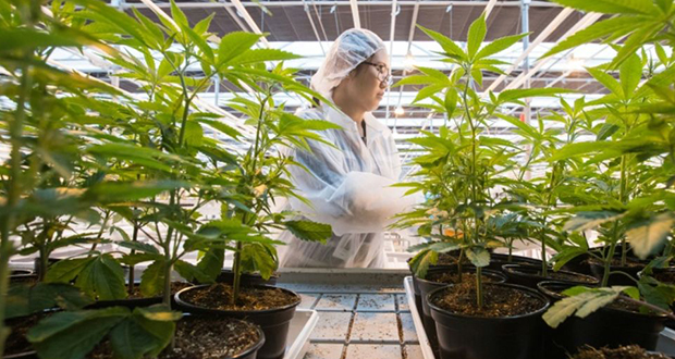 Le cannabis, nouvel eldorado des géants de l’alcool?