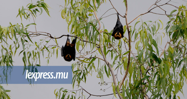 Abattage des chauves-souris: une fleur aux planteurs ?