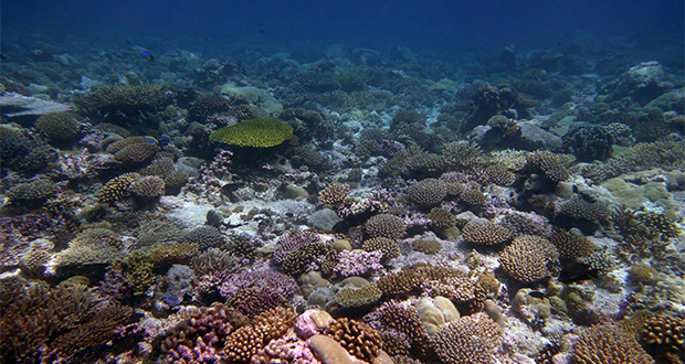 Chagos: des rats envahisseurs menacent les coraux