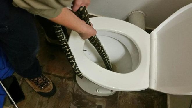 Mordue par un python alors qu’elle se trouvait… aux toilettes