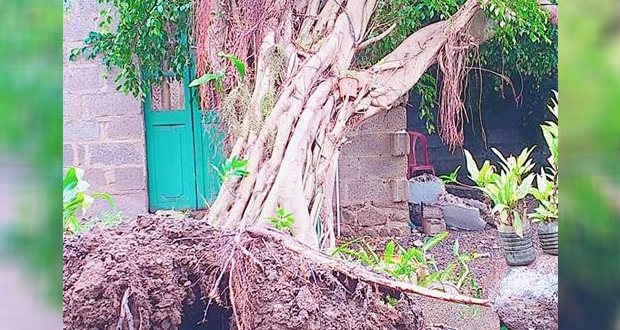 Grand-Gaube: un arbre s’effondre sur le toit d’une maison