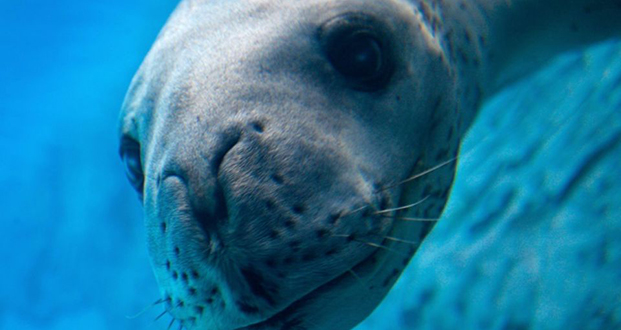 Nouvelle-Zélande: dans les déjections d’un léopard de mer, une clef USB exploitable