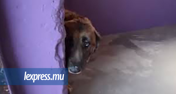 Leur maître soupçonné de zoophilie: 25 chiens pourraient être tués 