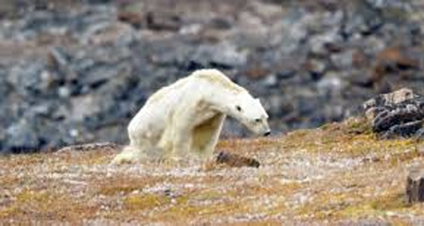 Journée mondiale: une vie de chien pour l’ours polaire
