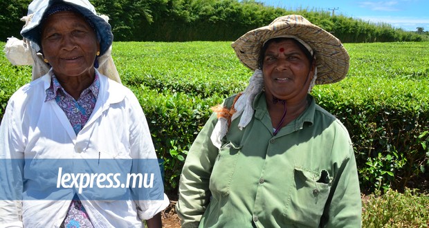 Ashwinee et Bantee cueillent le thé depuis 50 ans…