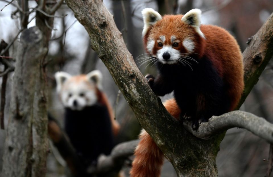 Disparition d’un panda roux au Parc animalier d’Auvergne