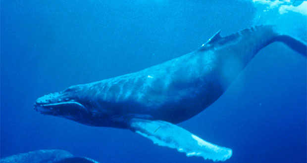 En Afrique du Sud, un plongeur miraculé avalé par une baleine 