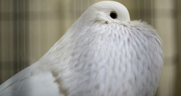 Un pigeon voyageur vendu 1,25 million d’euros en Belgique, record mondial