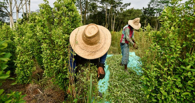 En Colombie, des paysans ruinés entre désespoir et retour à la coca