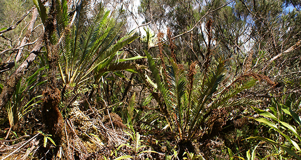 Mauritius Wildlife File: le Blechnum de montagne