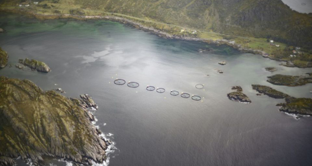Norvège: une algue toxique décime les saumons d’élevage