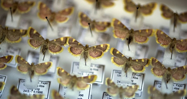 «Apocalypse des insectes»: le trésor des entomologistes de Krefeld