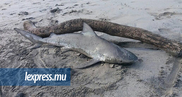 Tamarin: un requin pêché et abandonné sur la plage