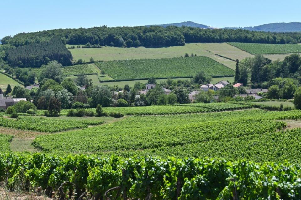Le village de Chardonnay veut sortir de l’ombre de son illustre cépage