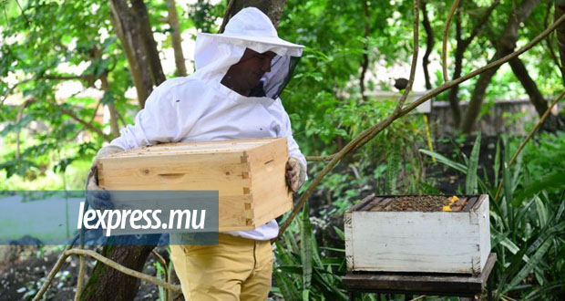 Environnement: la population d’abeilles gravement réduite