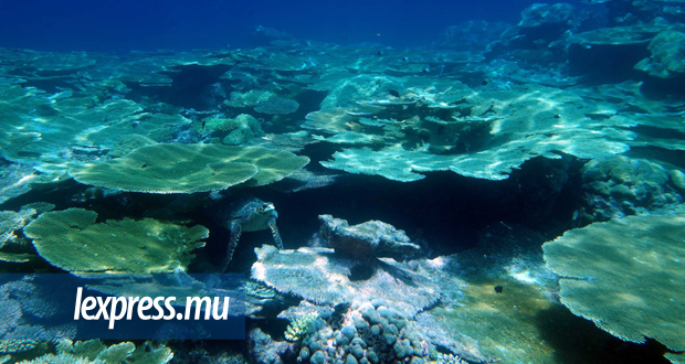 Chagos: les fonds marins grandement affectés par le changement climatique