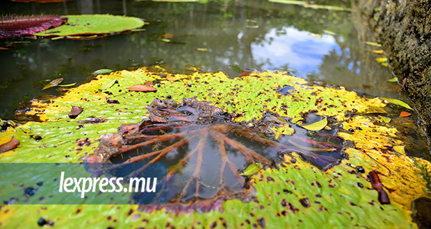 Patrimoine: Jardin des Pamplemousses: les nénuphars ne s’étalent plus…