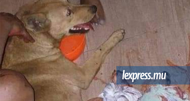   Maltraitance animale: un chien tailladé, son état jugé grave