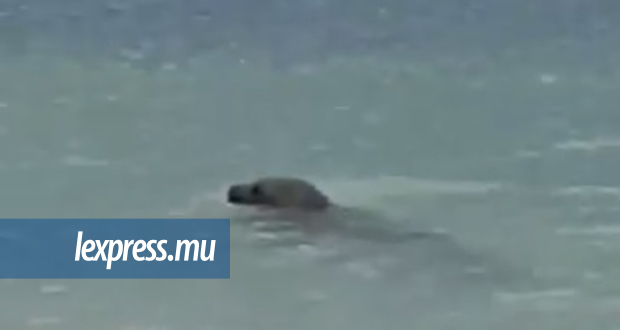 Grand-Baie: blessé, le phoque devra regagner le large par lui-même