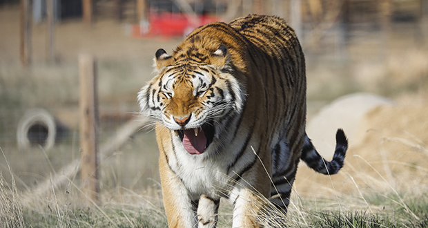 Un tigre d'un zoo de New York testé positif au coronavirus