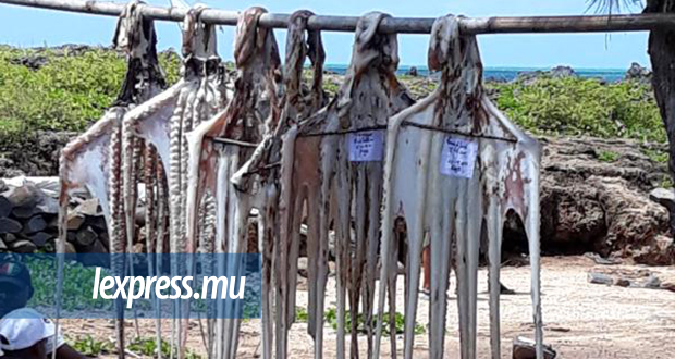 Ouverture de la pêche à l’ourite à Rodrigues: 12 tonnes récoltées