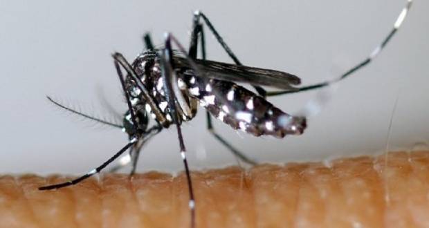 Dengue: nous en sommes à 217 cas