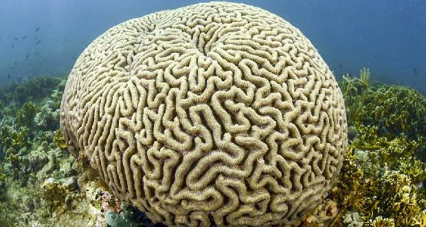 Naufrage du Wakashio: le corail cerveau sensible à la marée noire