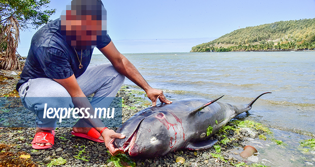 Au moins 34 dauphins morts