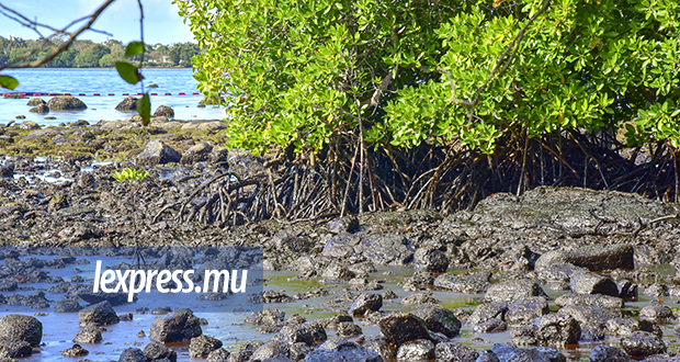 Déversement d’hydrocarbures: SOS, mangroves en détresse !