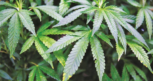 35 plantes de cannabis saisies à Flic-en-Flac 