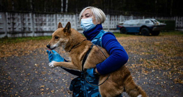 En Russie, des «chiens-chacals» apprennent à détecter le Covid