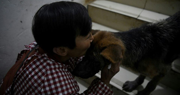 Chine: la retraitée qui partage sa maison... avec 1 300 chiens