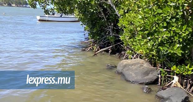 Développement durable: la «mangrove watch» a un potentiel environnemental, économique et social
