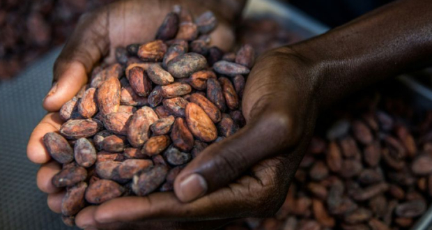 De la fève à la tablette, le cacao d’Haïti veut sa place à l’international