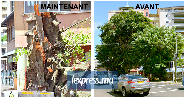 Quatre-Bornes: un arbre de plus de 100 ans massacré pour le métro