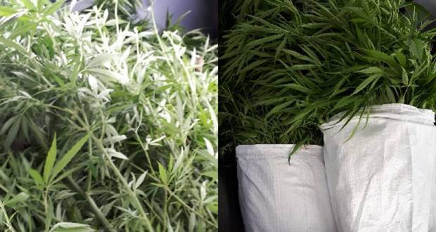 419 plantes de cannabis valant Rs  1.2 million déracinées