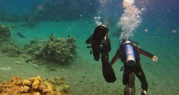 En Israël, des coraux menacés par un accord pétrolier avec les Emirats