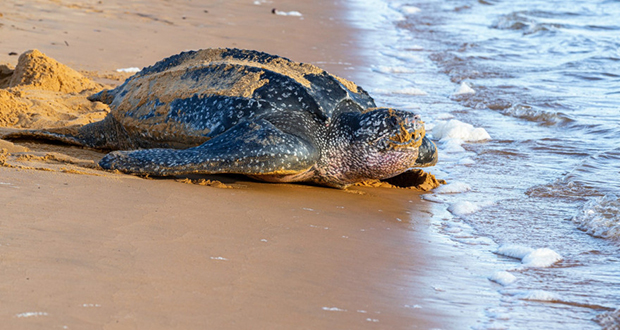 Equateur: naissance de neuf tortues luth, en voie d'extinction