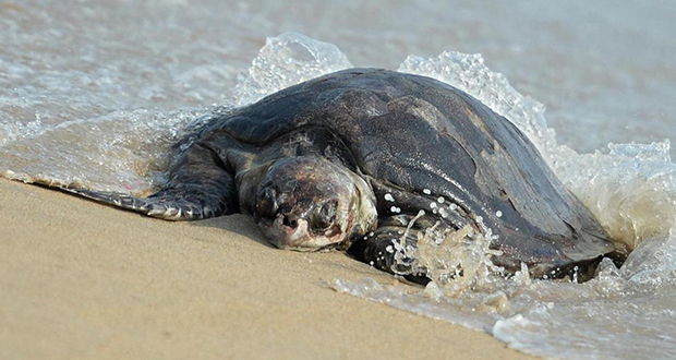 Madagascar: 19 morts, dont 9 enfants, après avoir mangé une tortue de mer