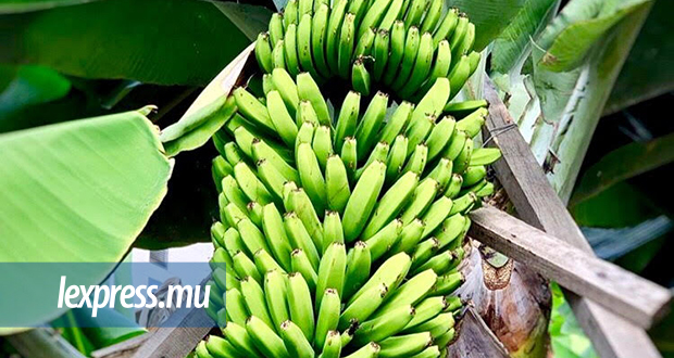 Bambous: ils volent 104 kilos de banane d’une plantation
