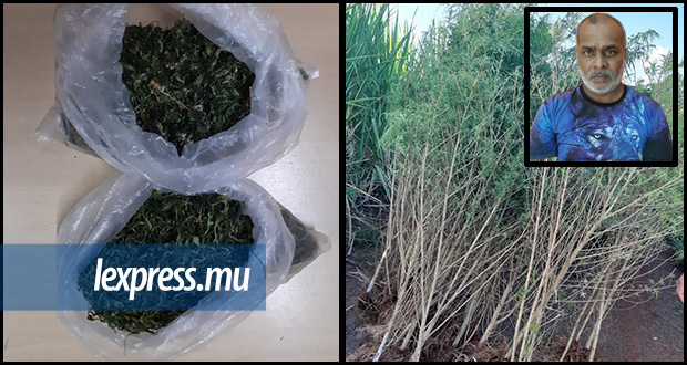 Riche-Terre: un suspect conduit la police dans sa «plantation» de cannabis